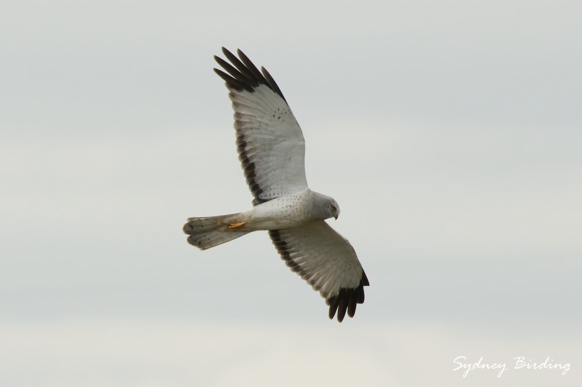 Northern Harrier - ML646335360