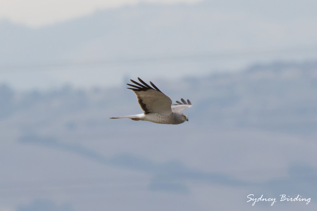 Northern Harrier - ML646335361