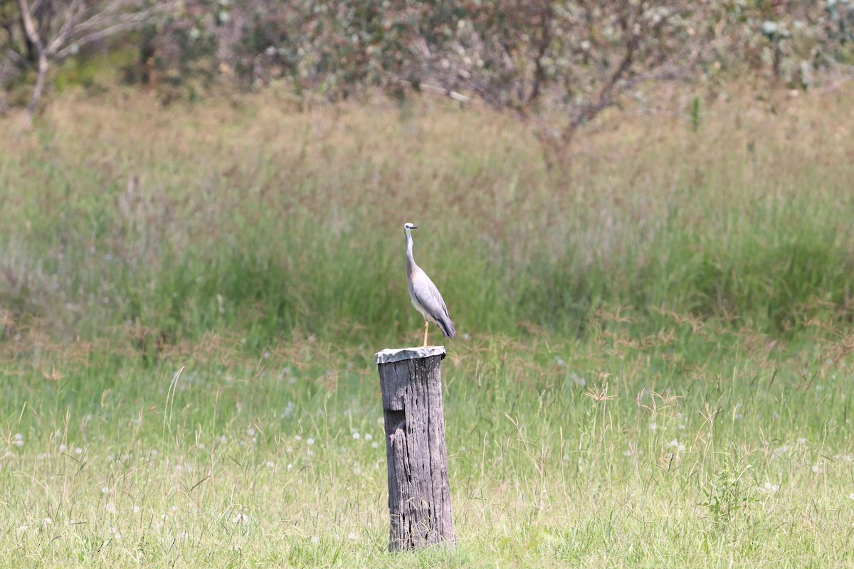 hvitmaskehegre - ML646335363