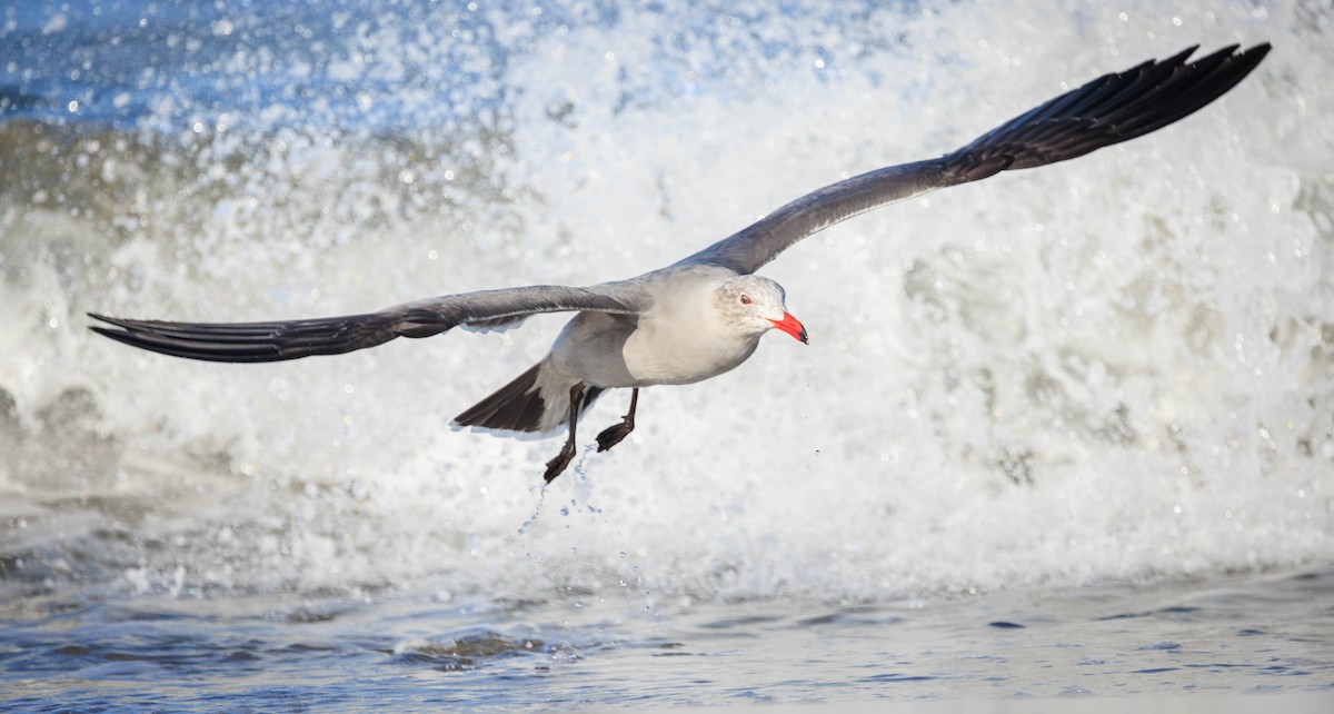 Heermann's Gull - ML646335366