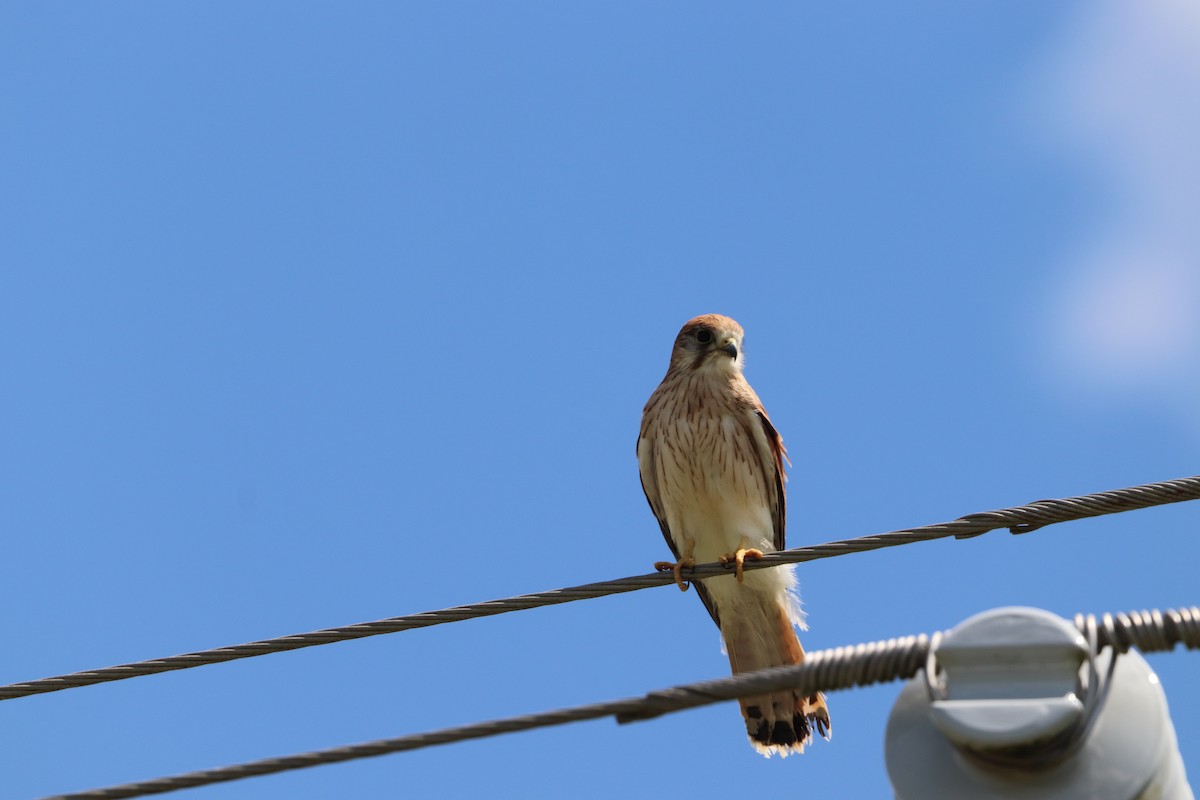 australiafalk - ML646335367