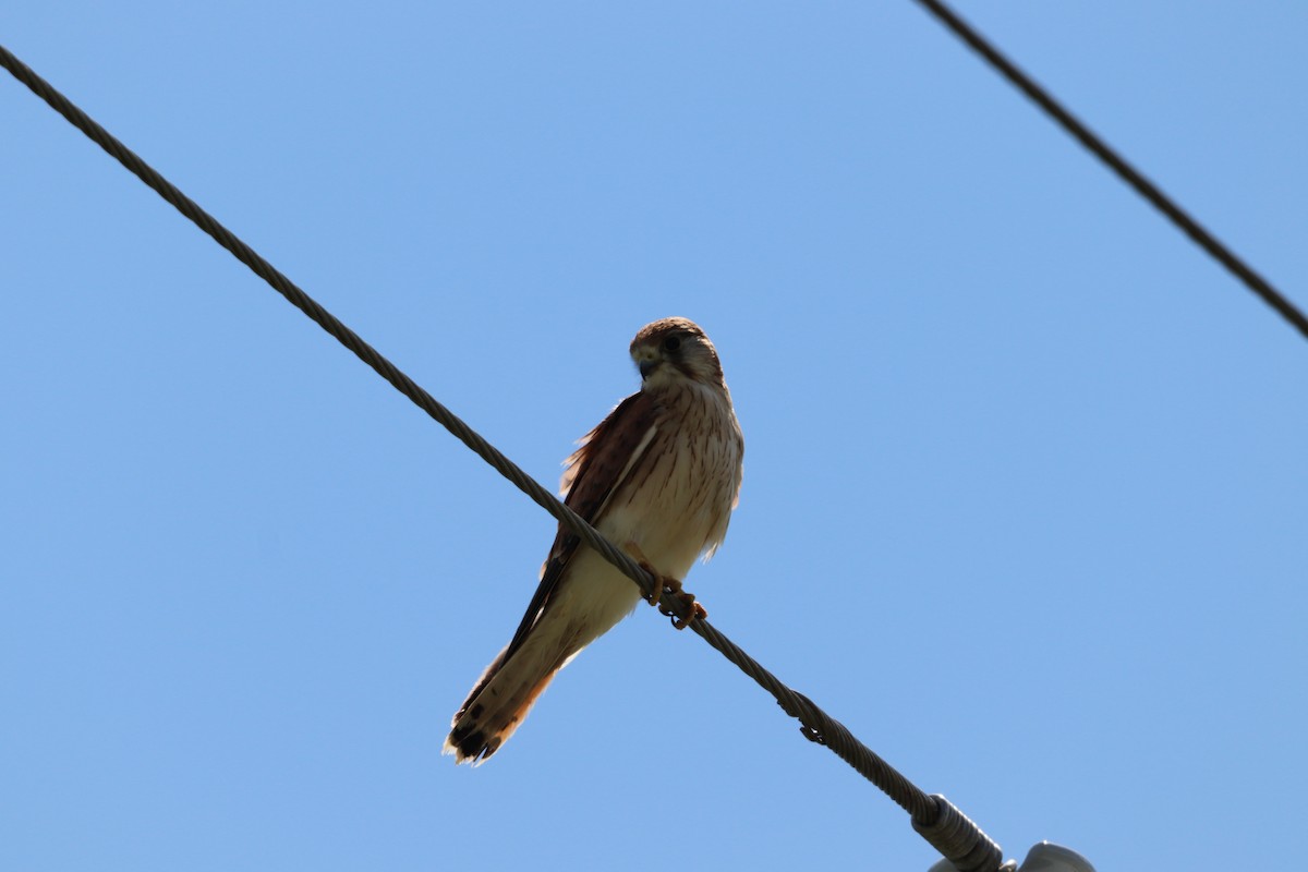 australiafalk - ML646335368