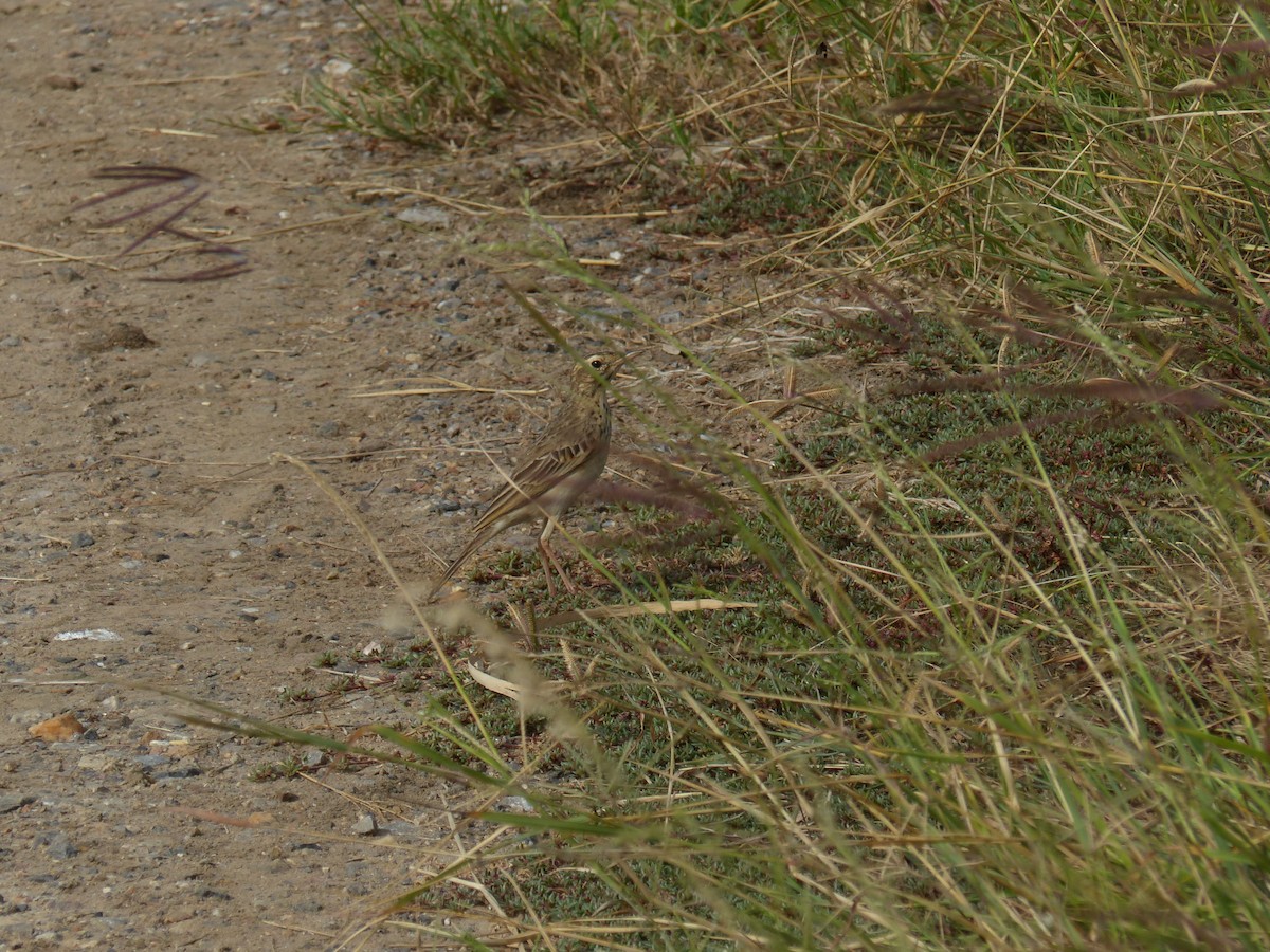 linduška rýžová - ML646335371