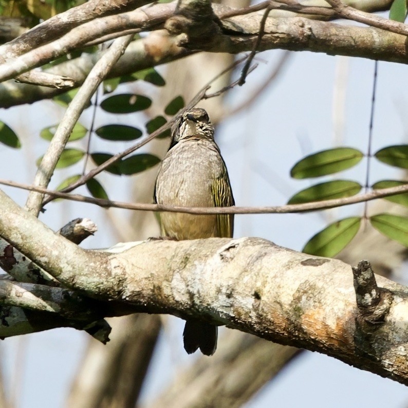 Olive-winged Bulbul - ML646335372