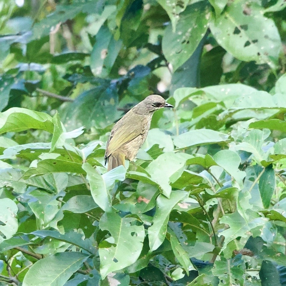 Olive-winged Bulbul - ML646335373