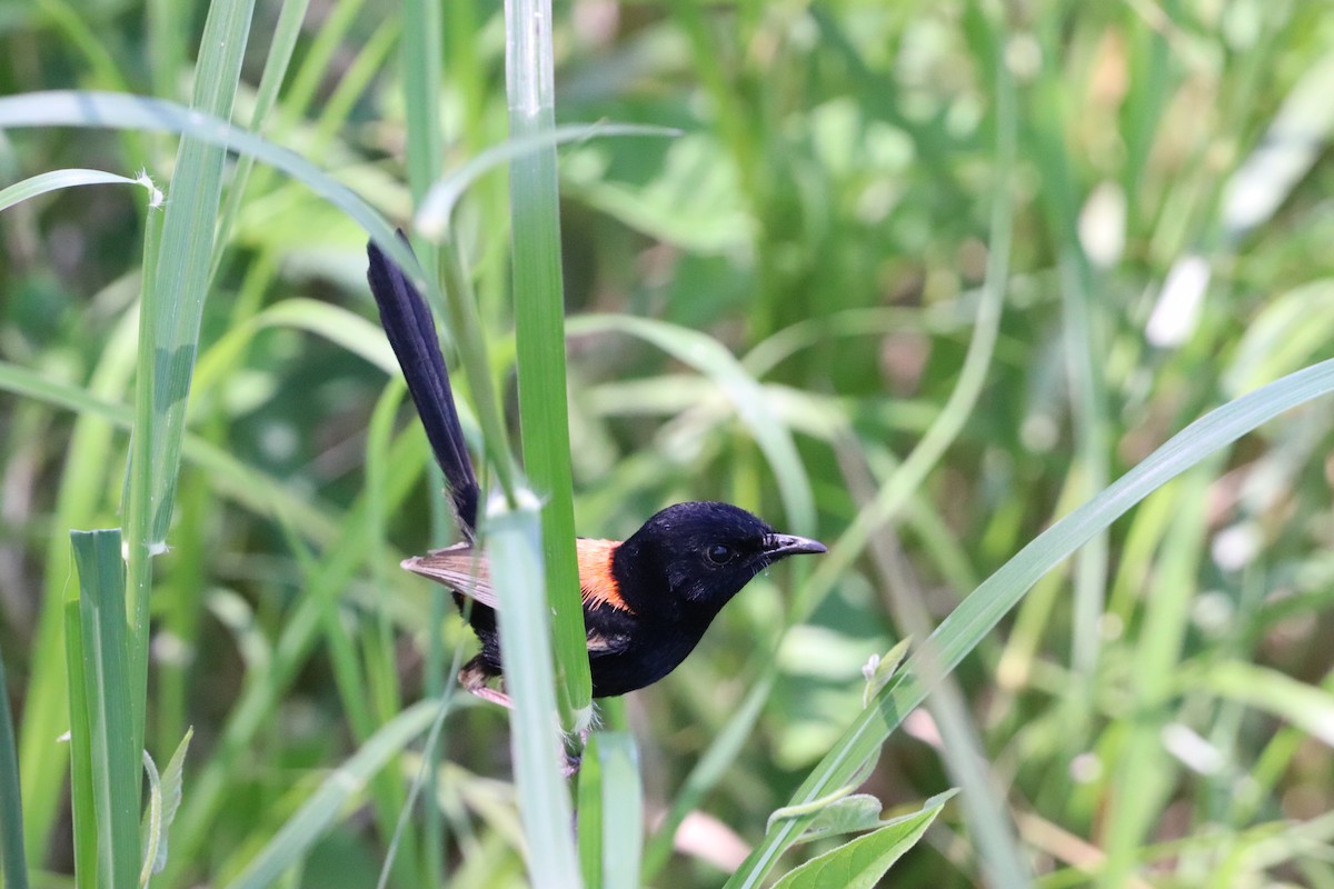 rødryggalvesmett - ML646335374