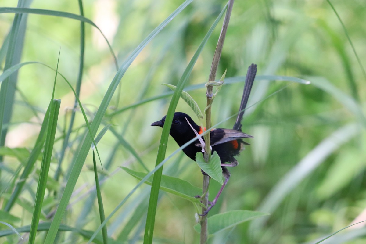 rødryggalvesmett - ML646335375