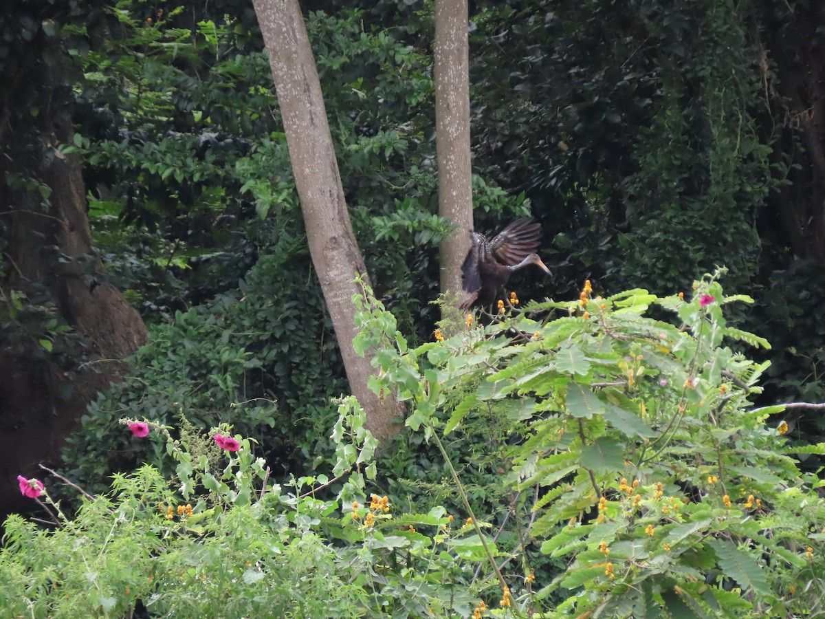 Limpkin - ML646335376