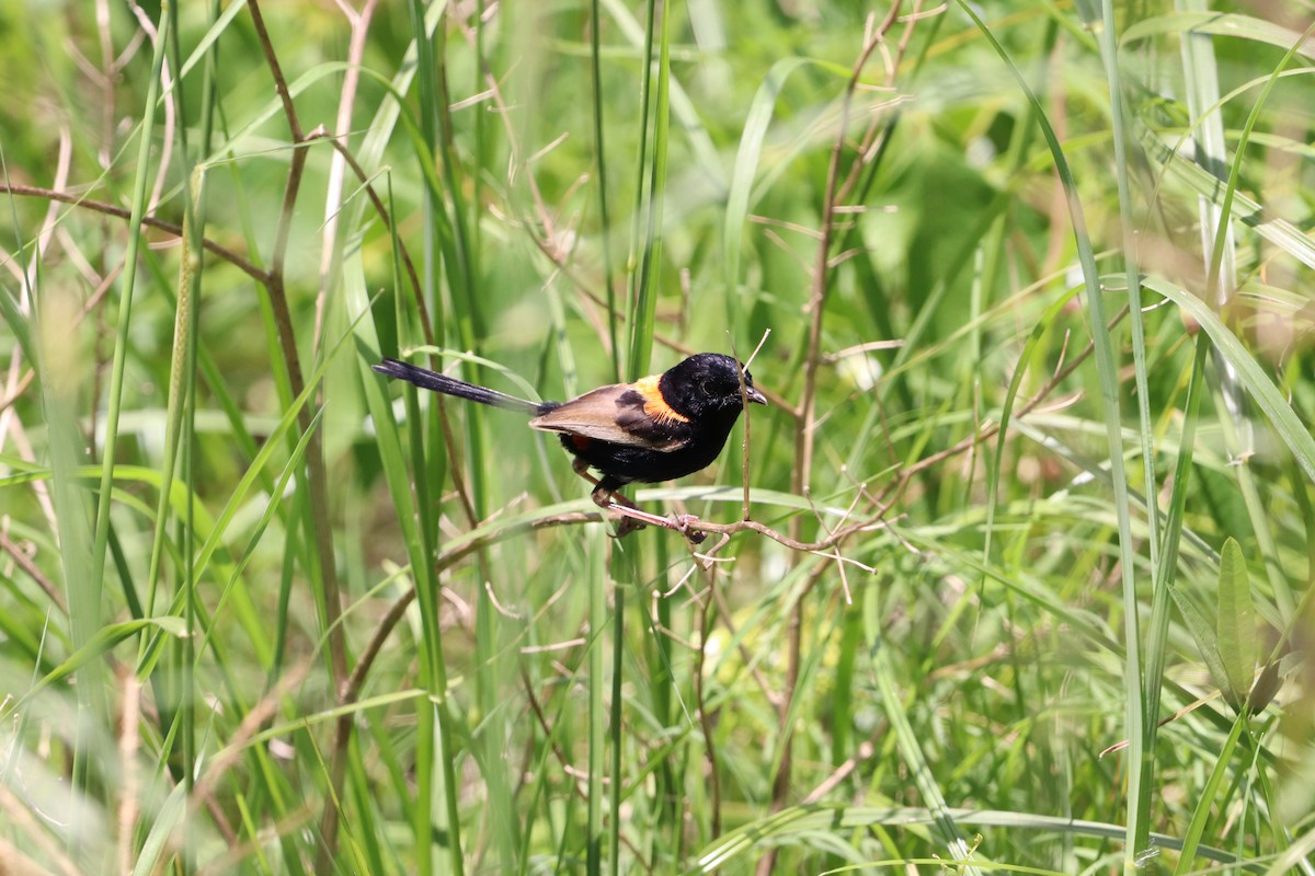 rødryggalvesmett - ML646335378