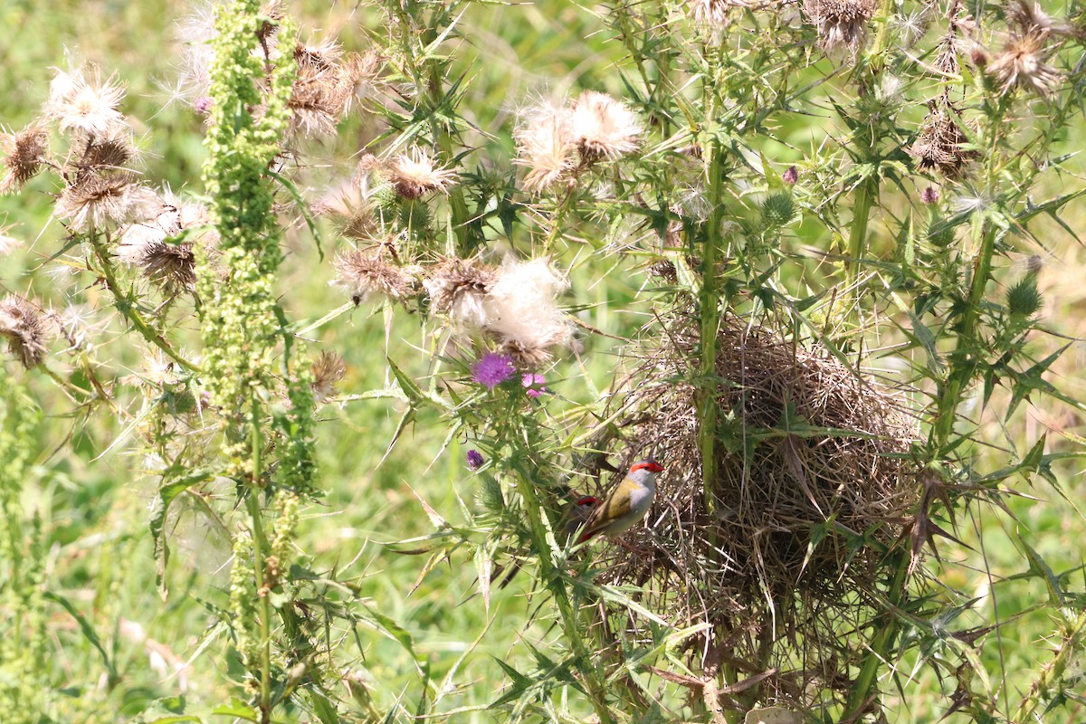Red-browed Firetail - ML646335380