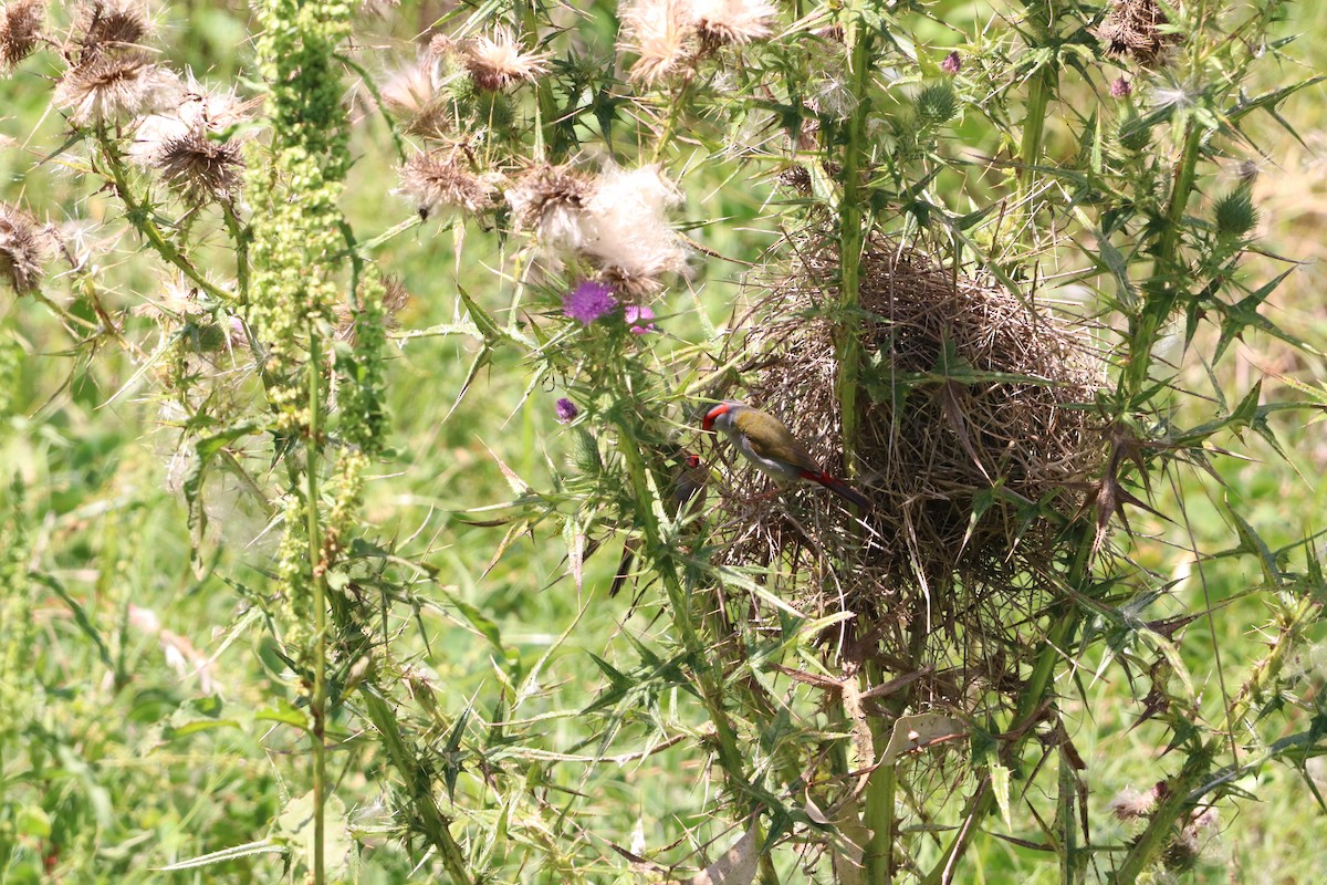 Red-browed Firetail - ML646335381