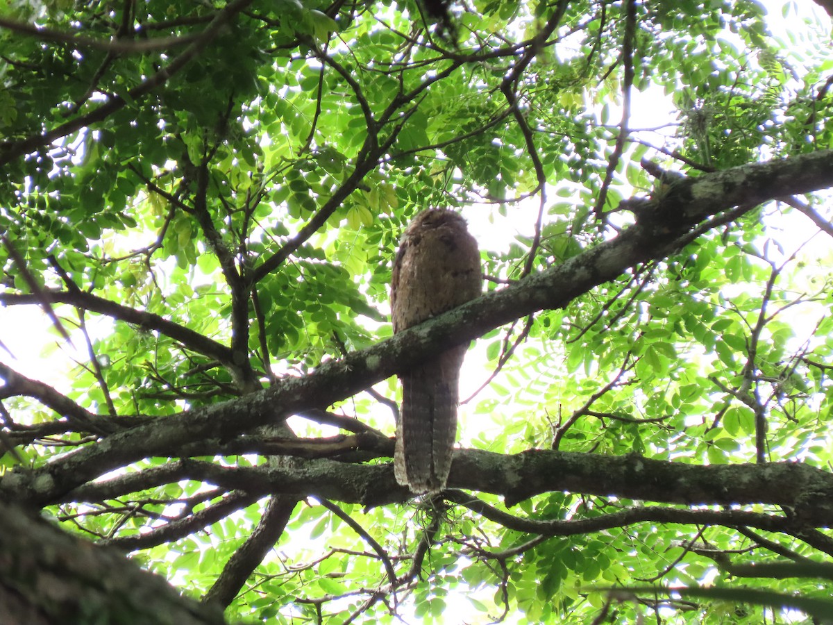 Common Potoo - ML646335382