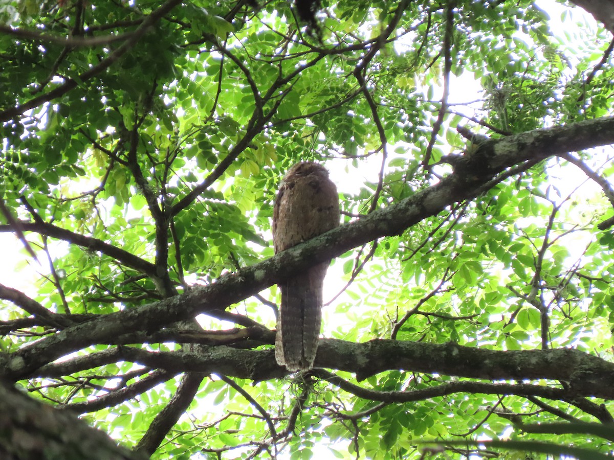 Common Potoo - ML646335383
