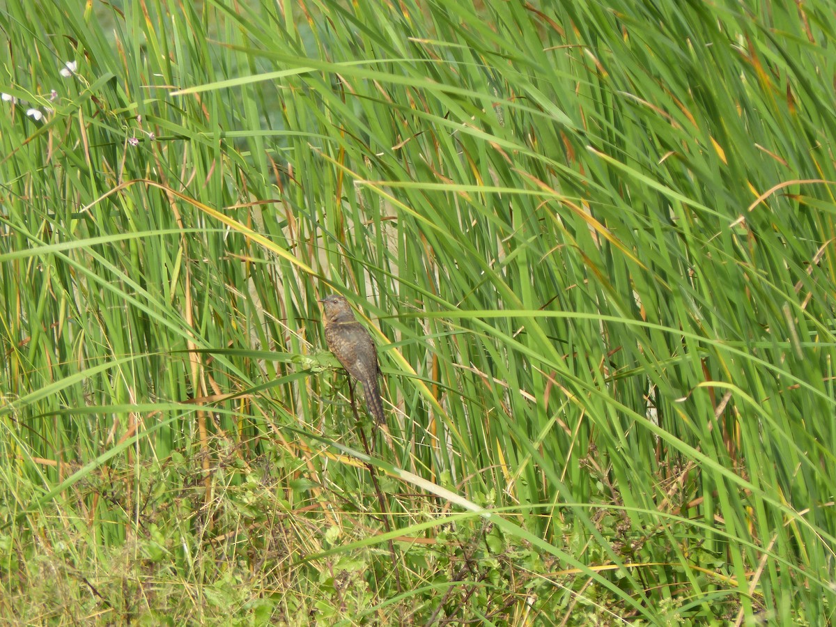 Plaintive Cuckoo - ML646335385
