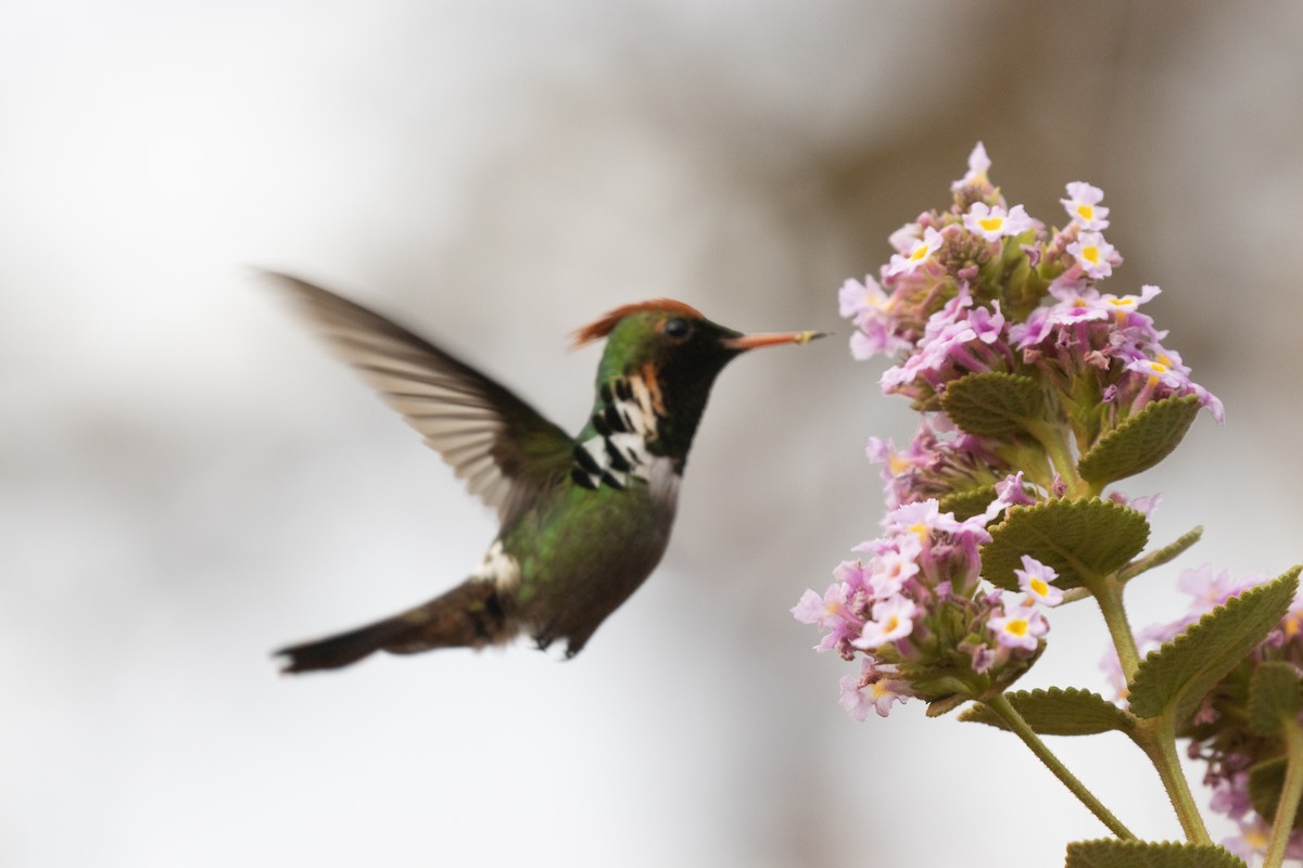 Frilled Coquette - ML646335386