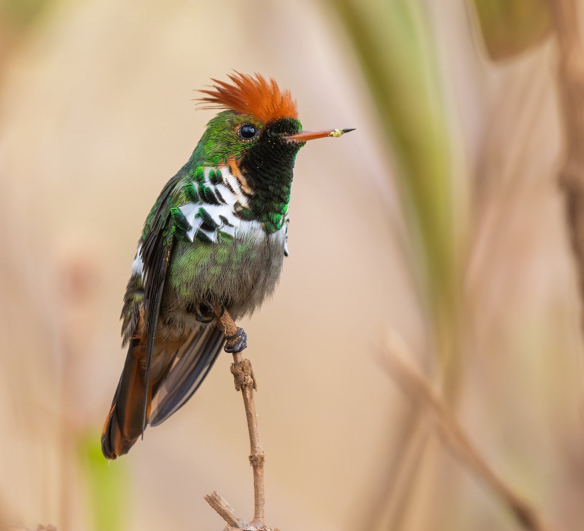 Frilled Coquette - ML646335387