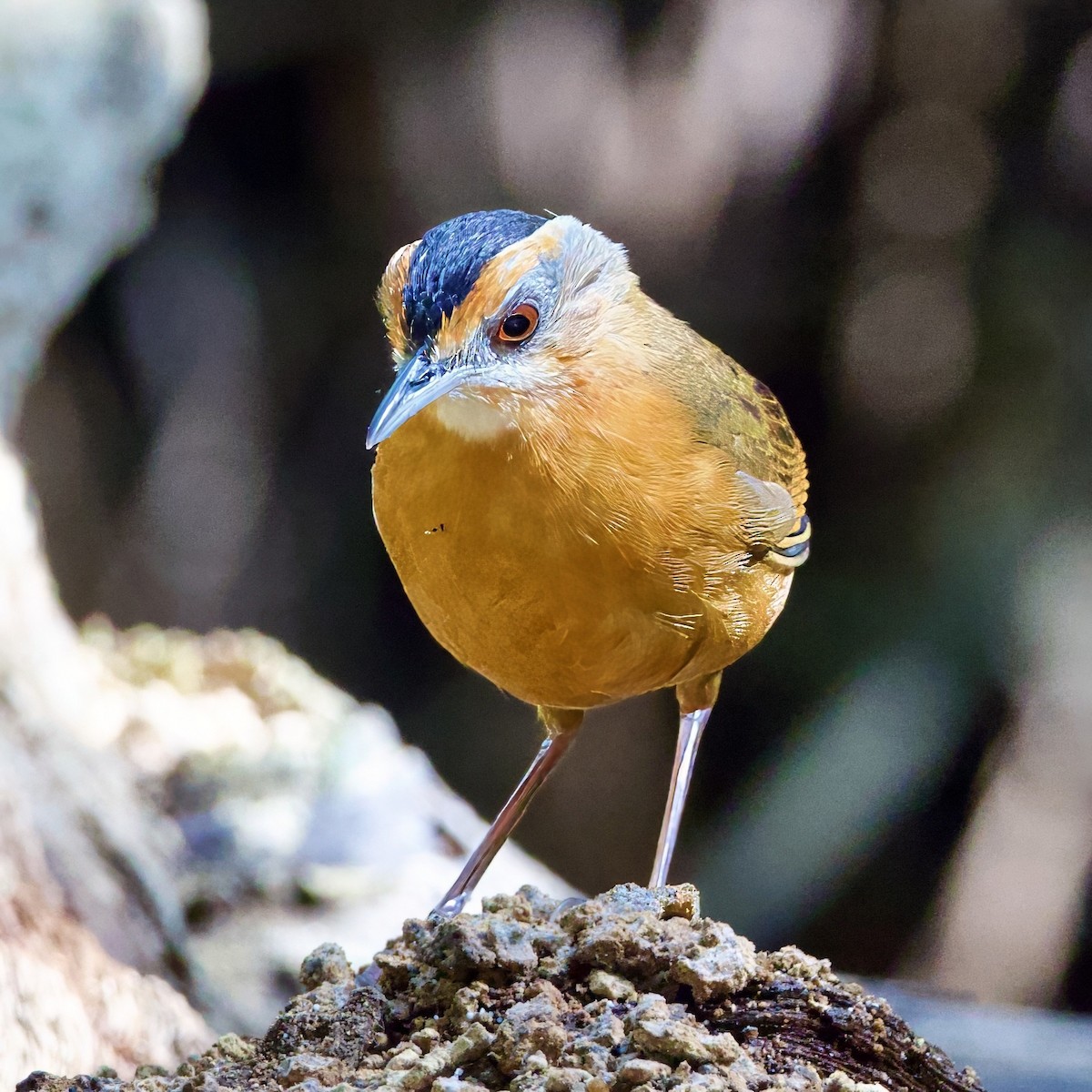 Javan Black-capped Babbler - ML646335388