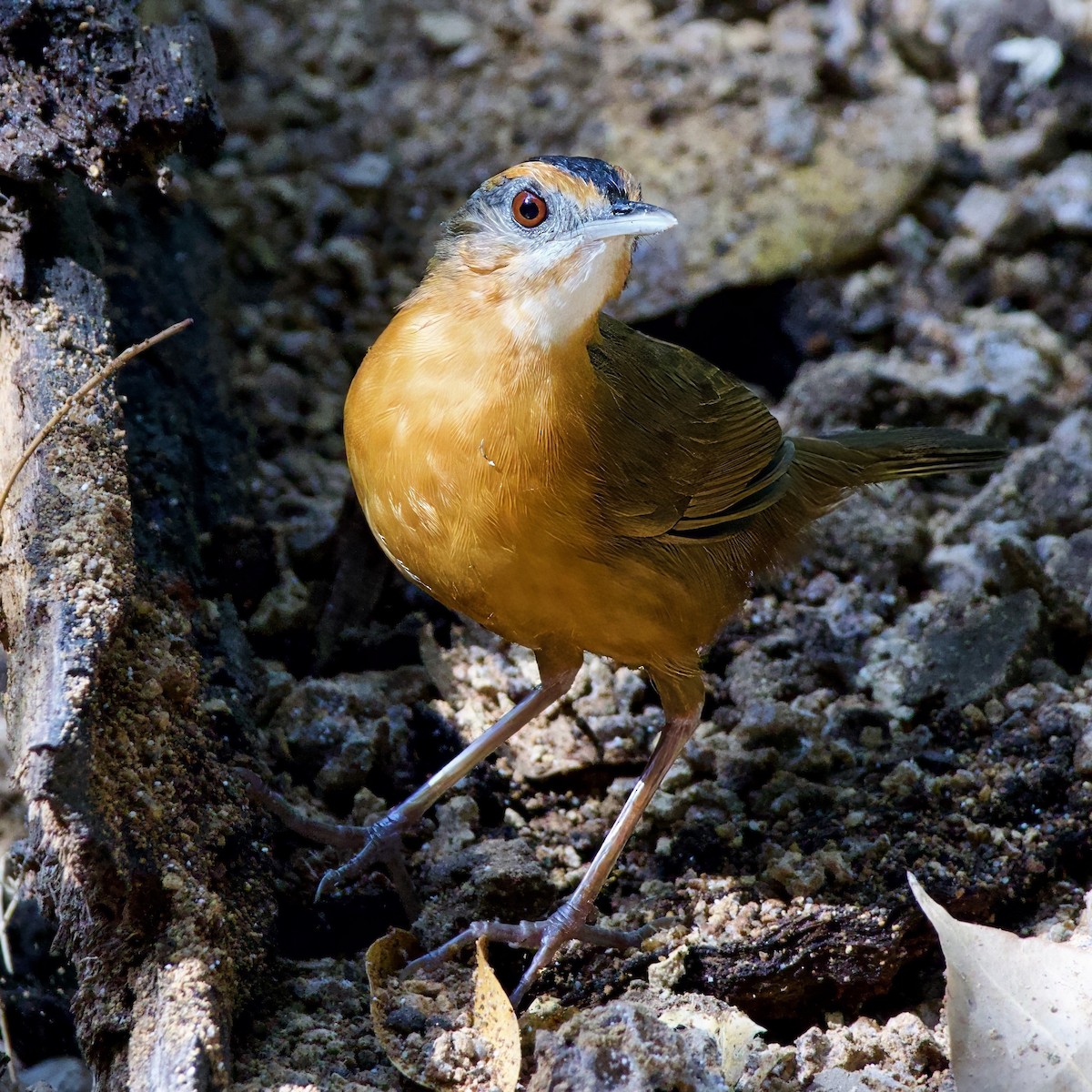 Javan Black-capped Babbler - ML646335389