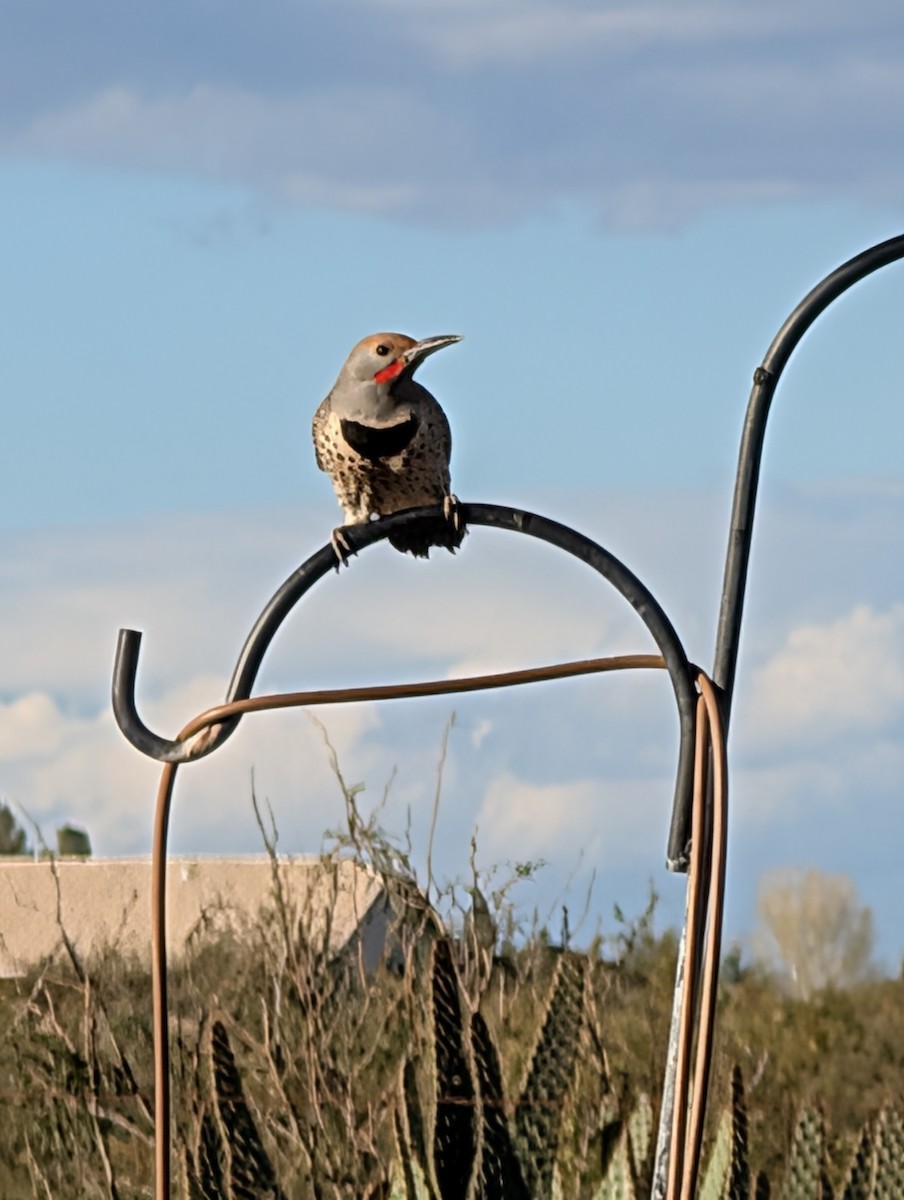 Northern Flicker - ML646335390
