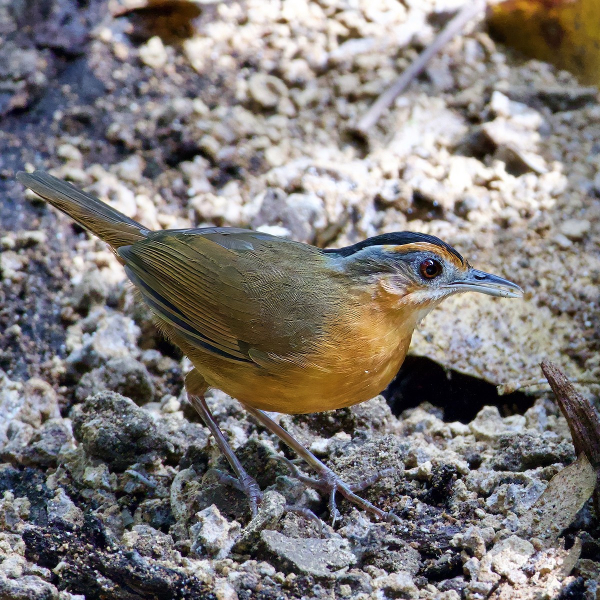 Javan Black-capped Babbler - ML646335391