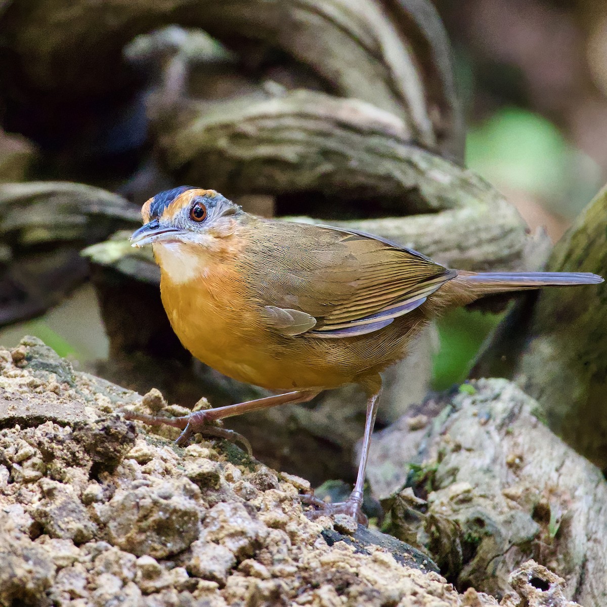 Javan Black-capped Babbler - ML646335392