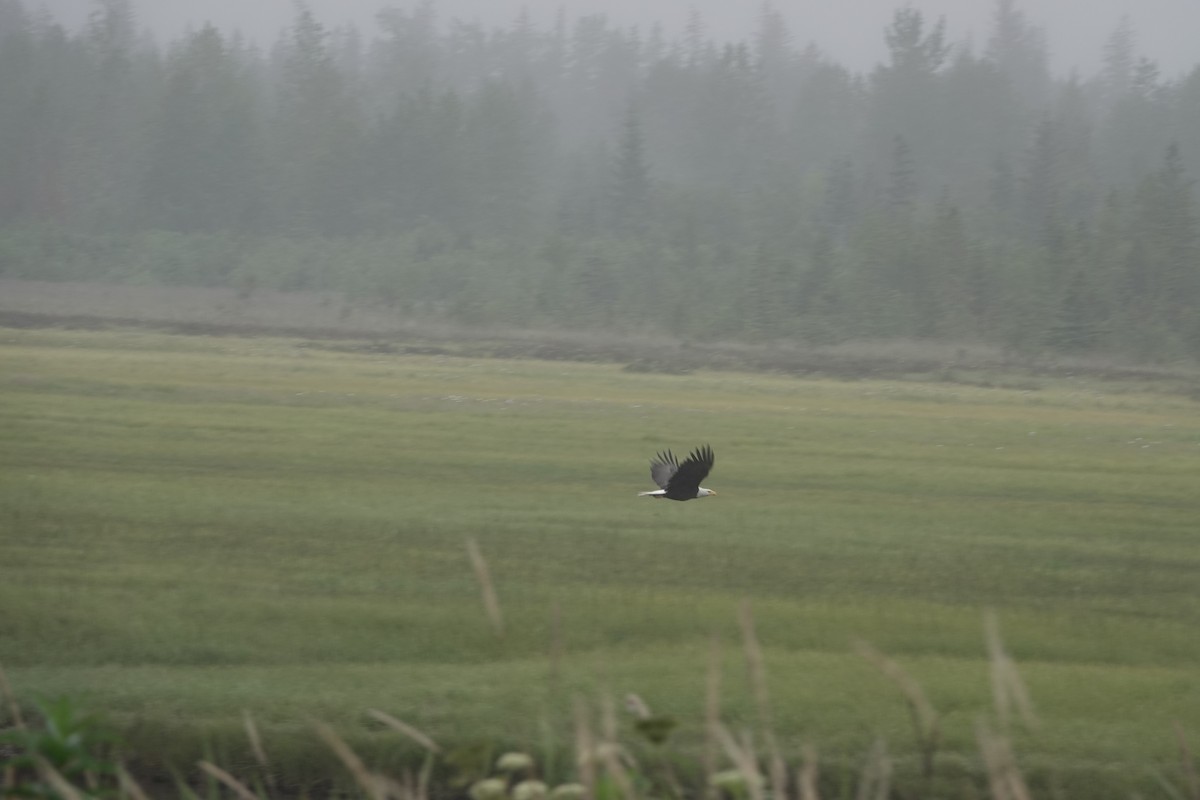 Bald Eagle - ML646335394