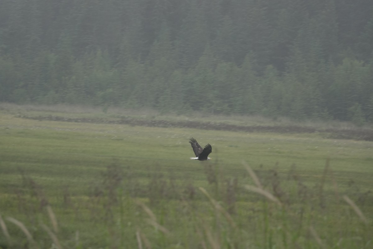 Bald Eagle - ML646335395