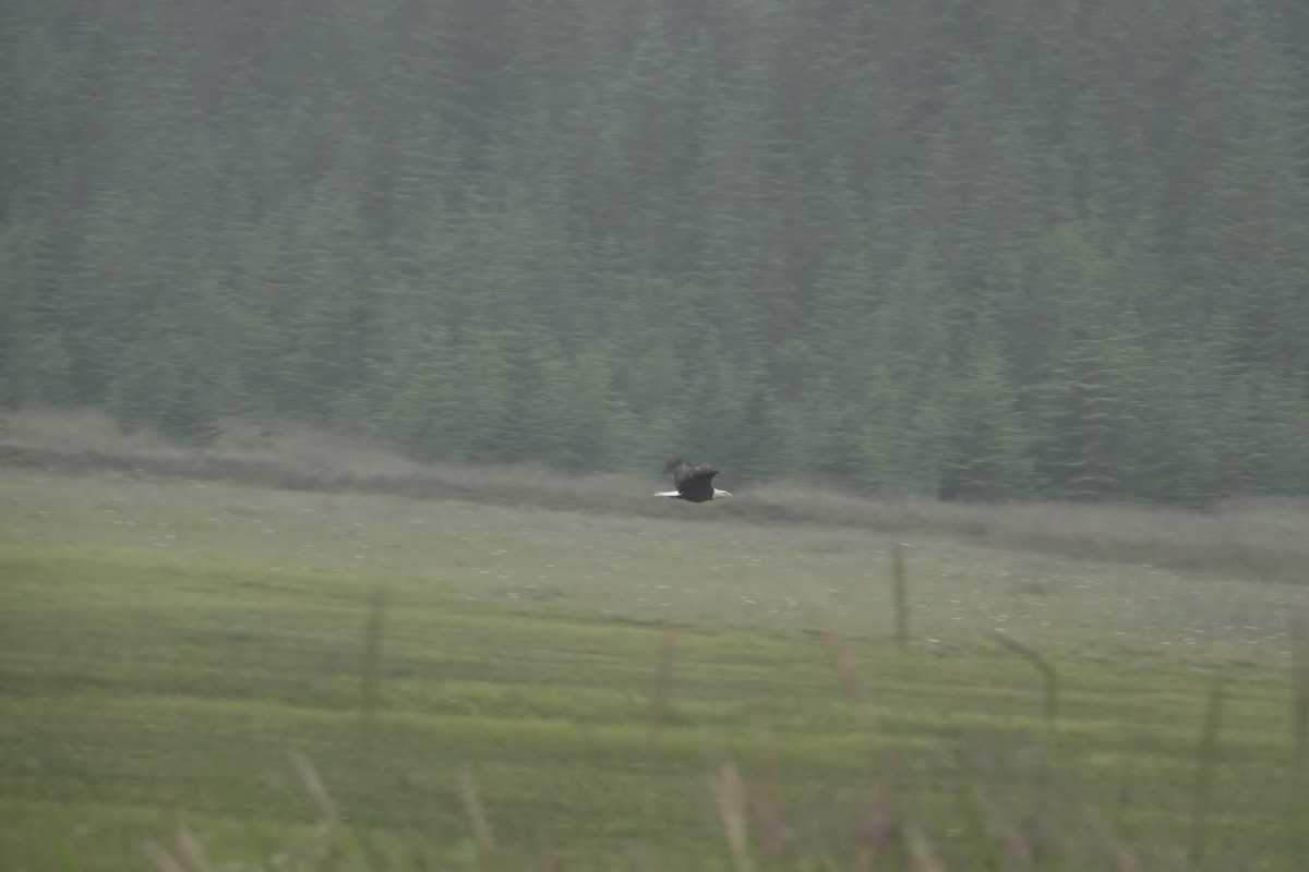 Bald Eagle - ML646335396