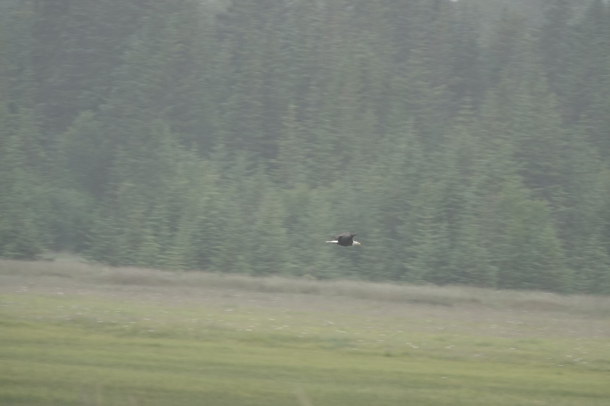 Bald Eagle - ML646335397