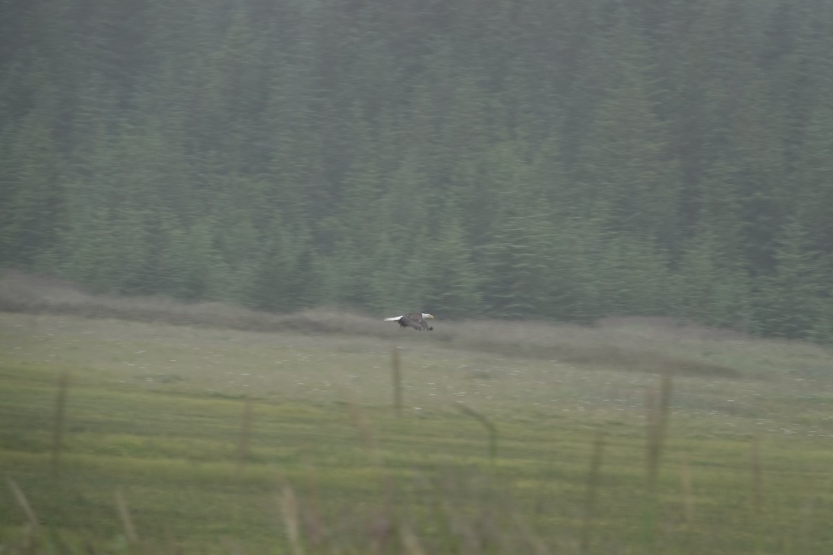 Bald Eagle - ML646335398