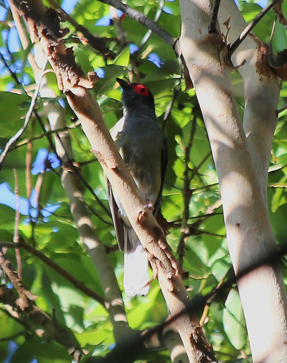 Australasian Figbird - ML646335399
