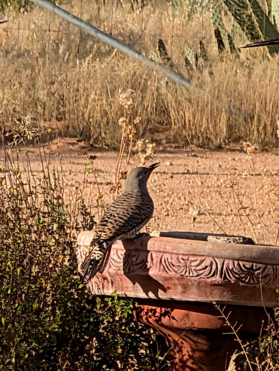 Northern Flicker - ML646335401