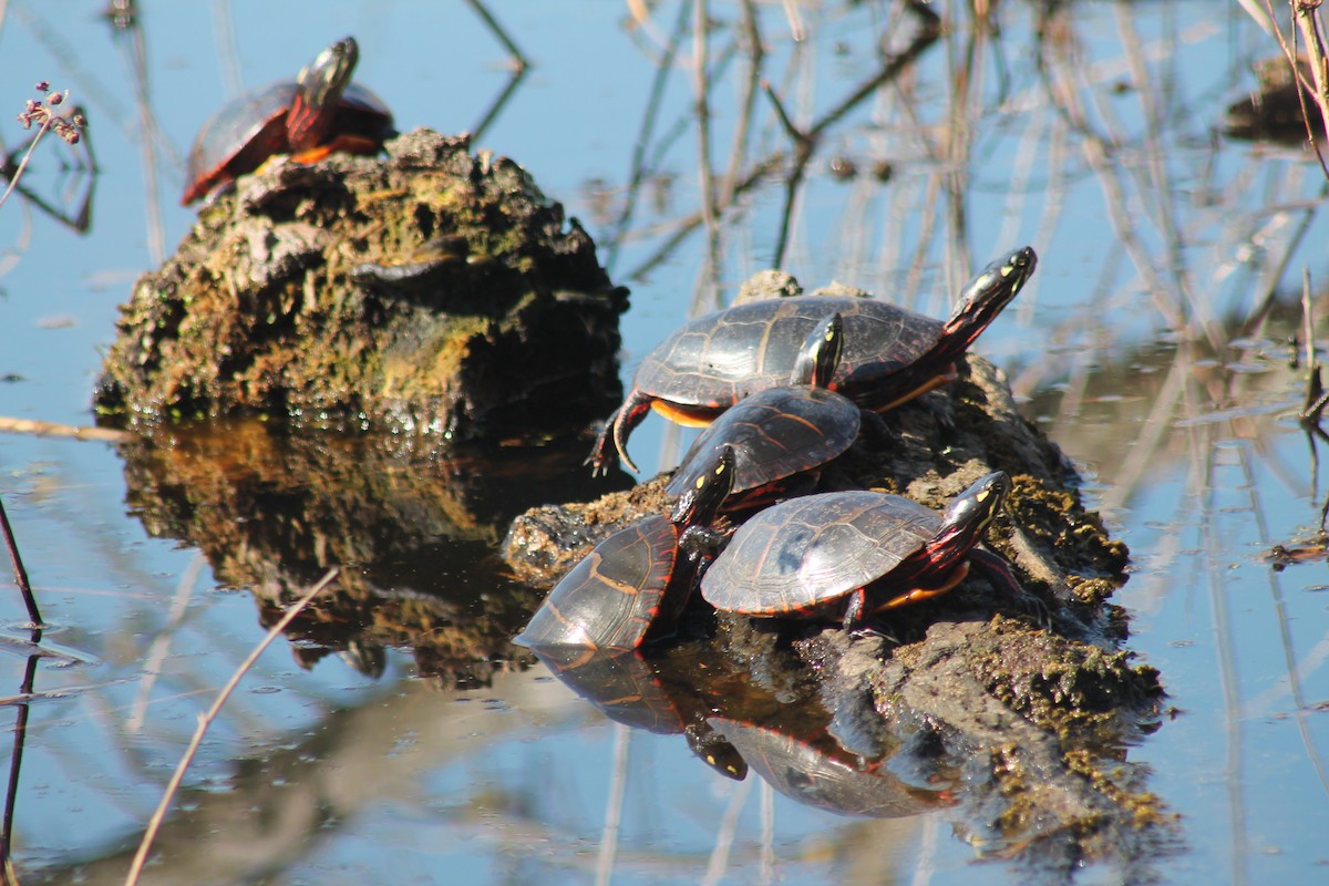 Painted Turtle - ML646335402