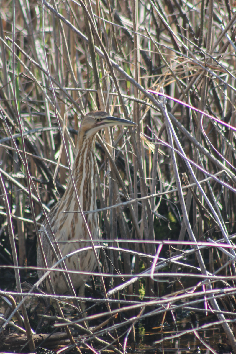 American Bittern - ML646335403