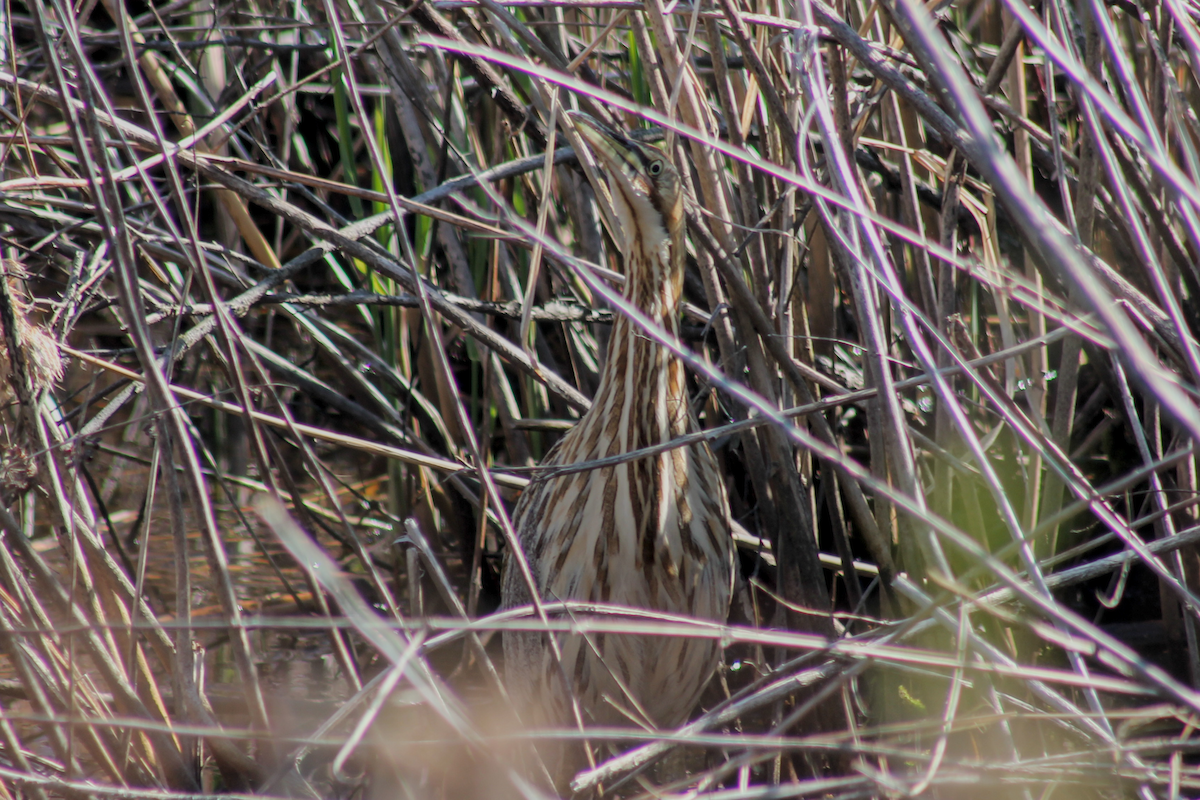 American Bittern - ML646335404