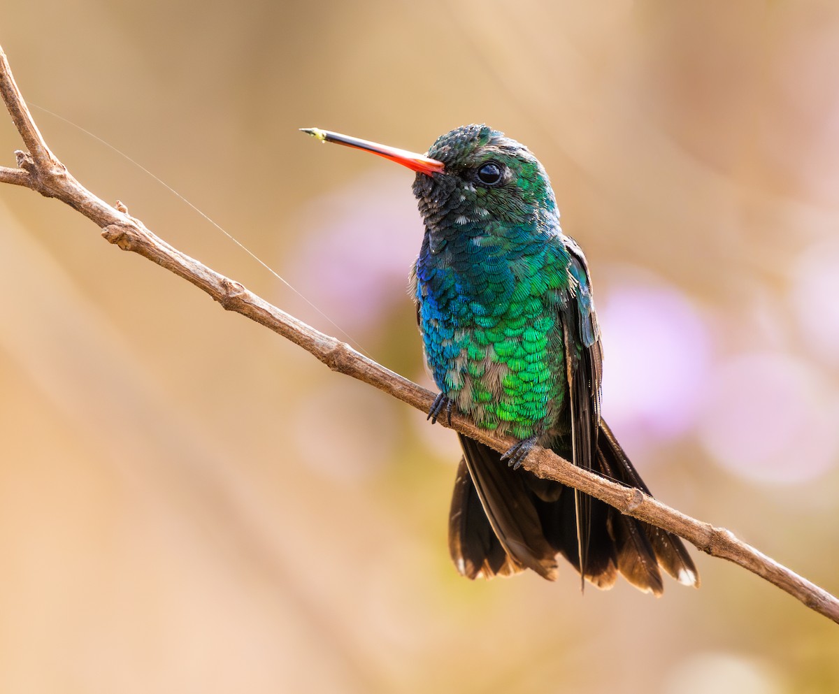 Glittering-bellied Emerald - ML646335409