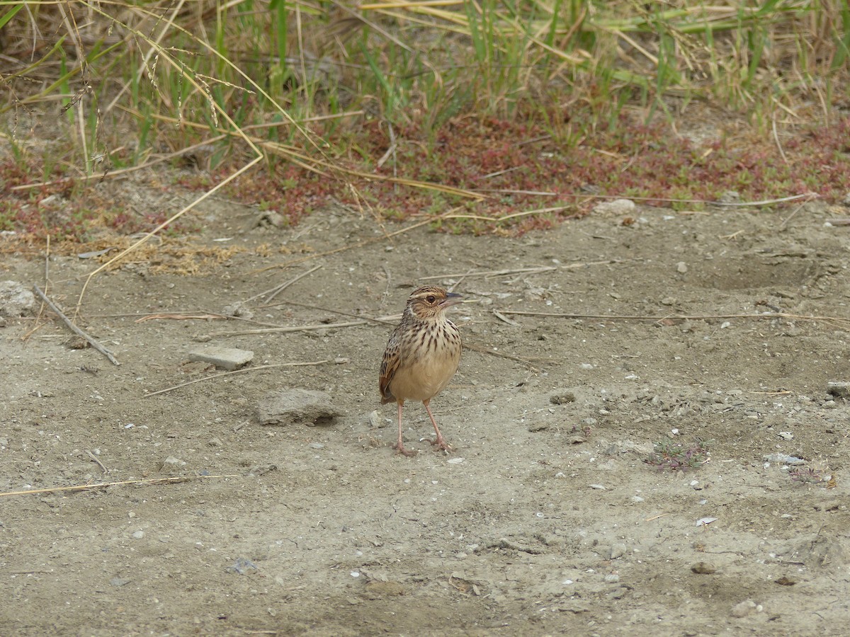 skřivan indočínský - ML646335410