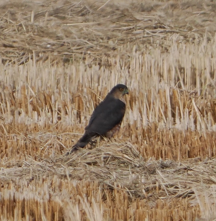 Sharp-shinned Hawk - ML646335411