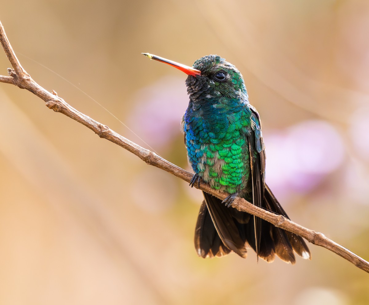 Glittering-bellied Emerald - ML646335413