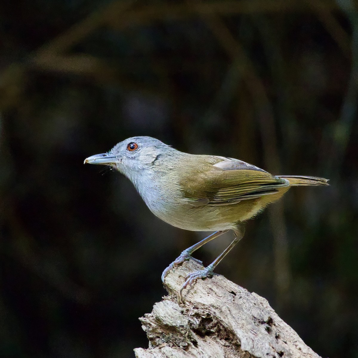 Horsfield's Babbler - ML646335414