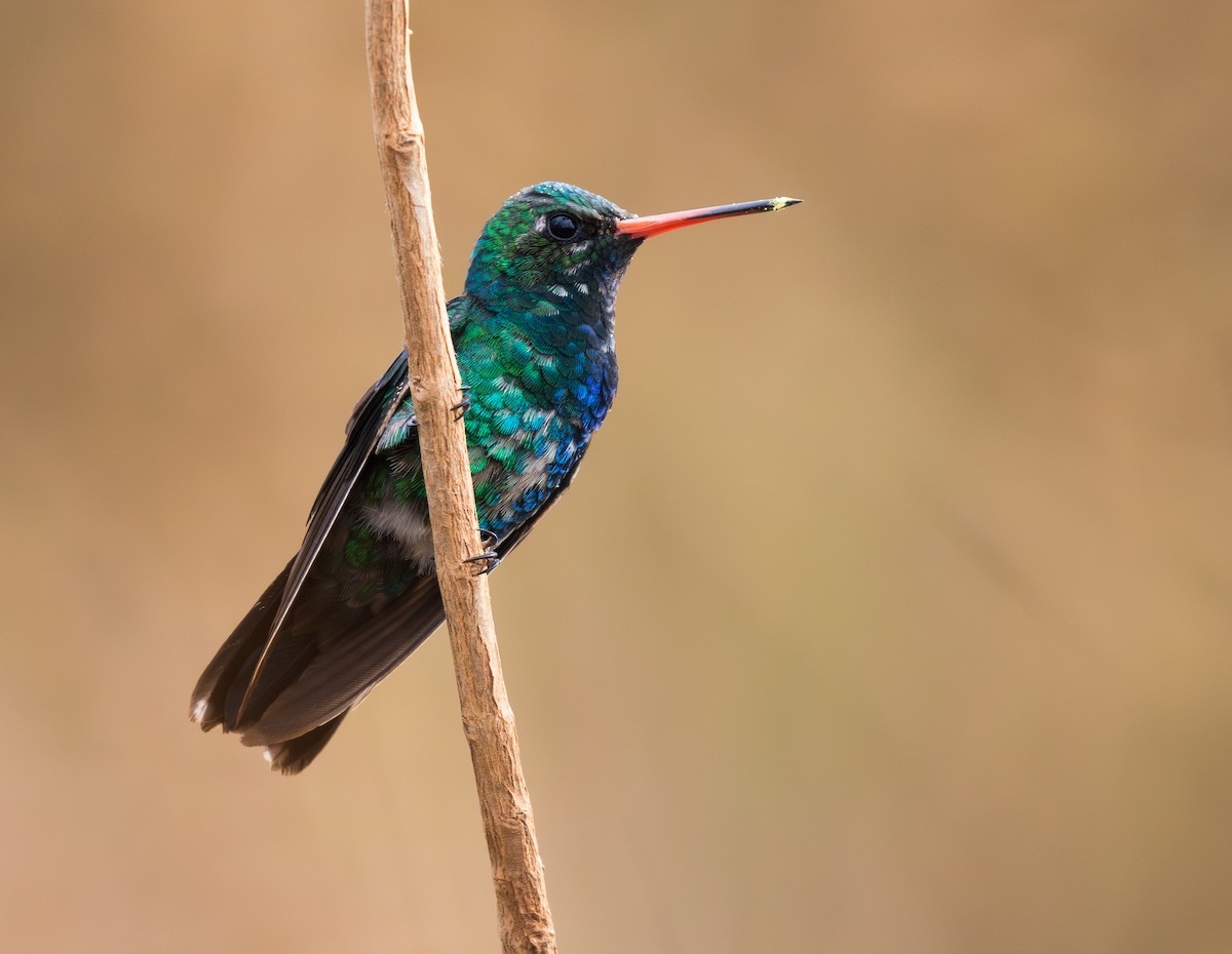 Glittering-bellied Emerald - ML646335415
