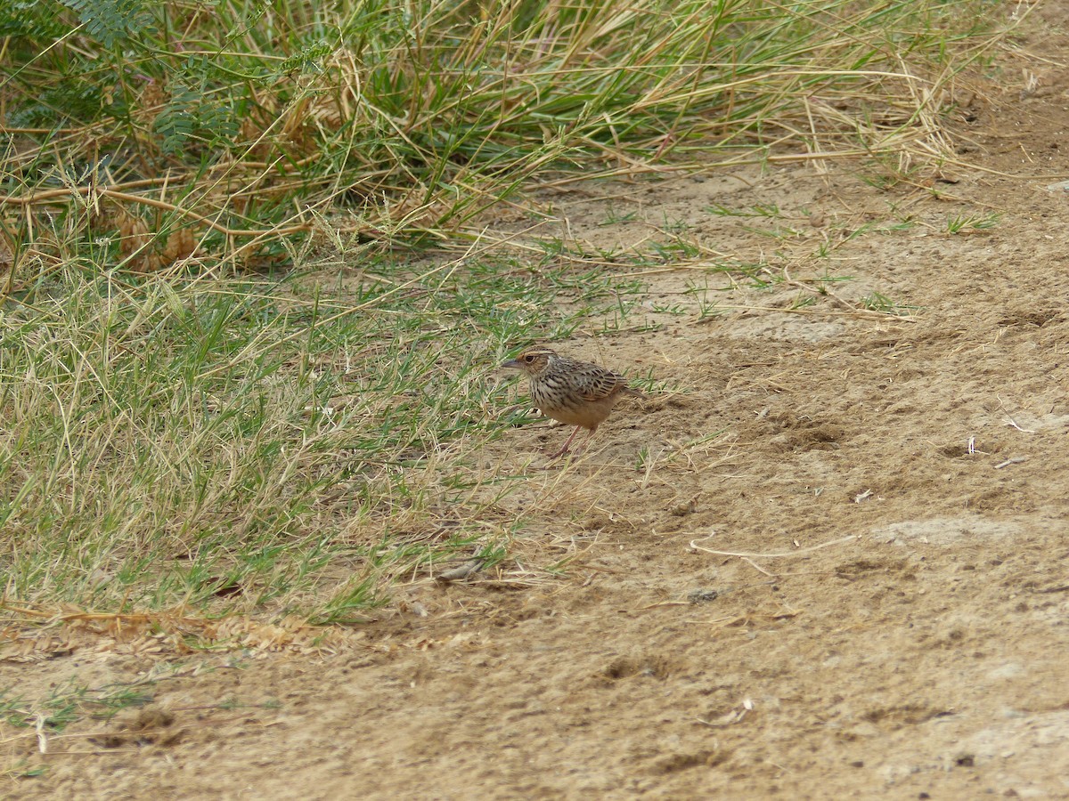 skřivan indočínský - ML646335416