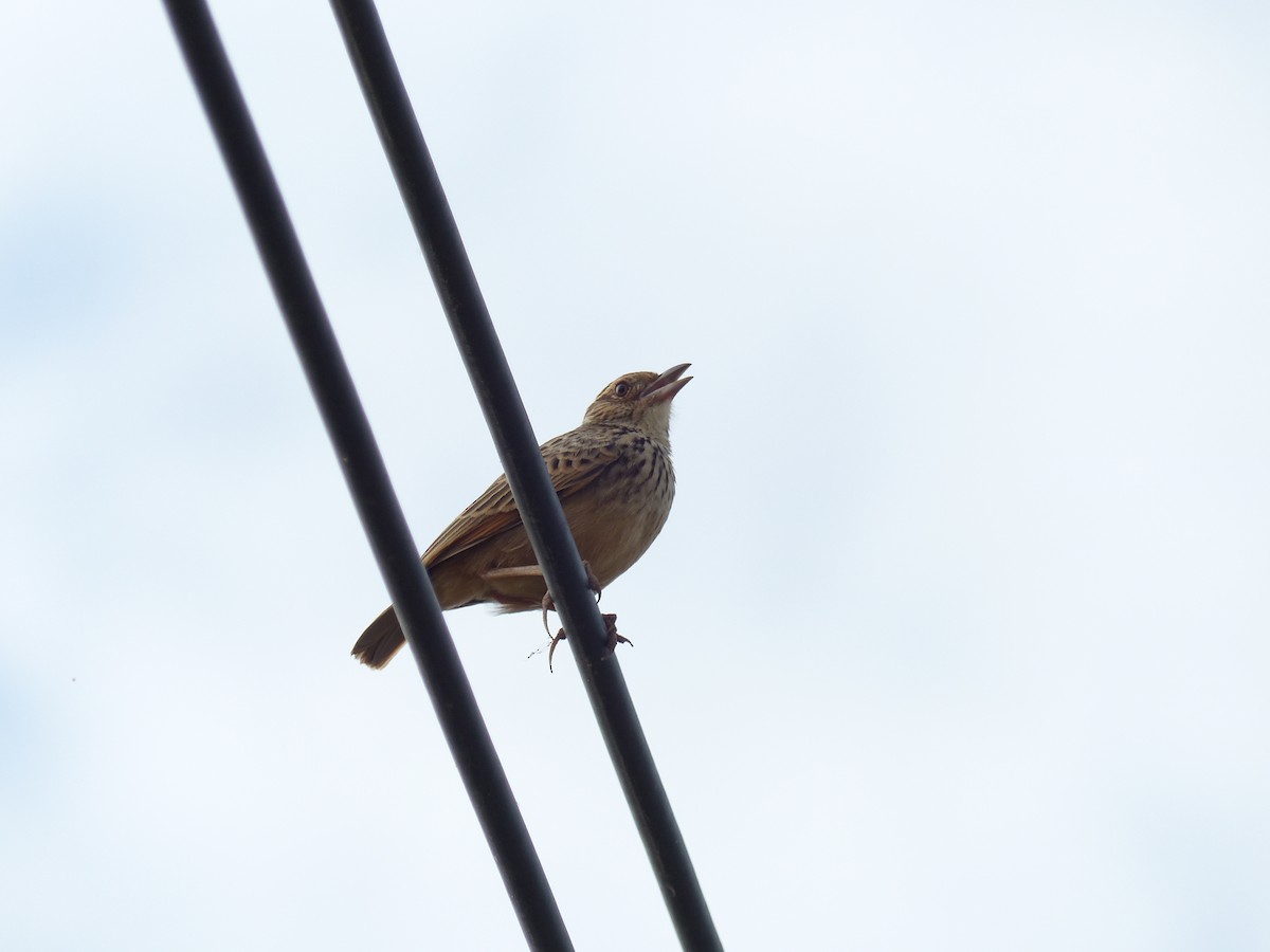 Indochinese Bushlark - ML646335417