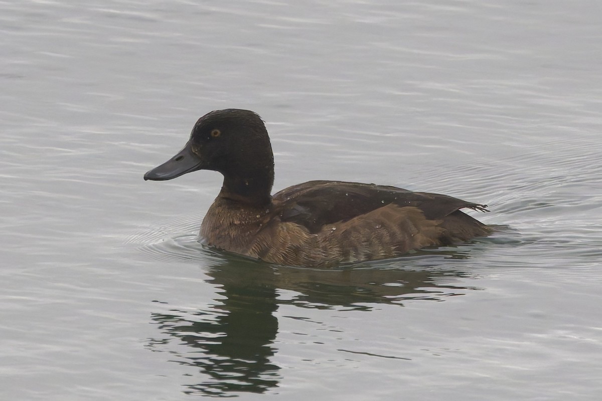 Common Goldeneye - ML646335419