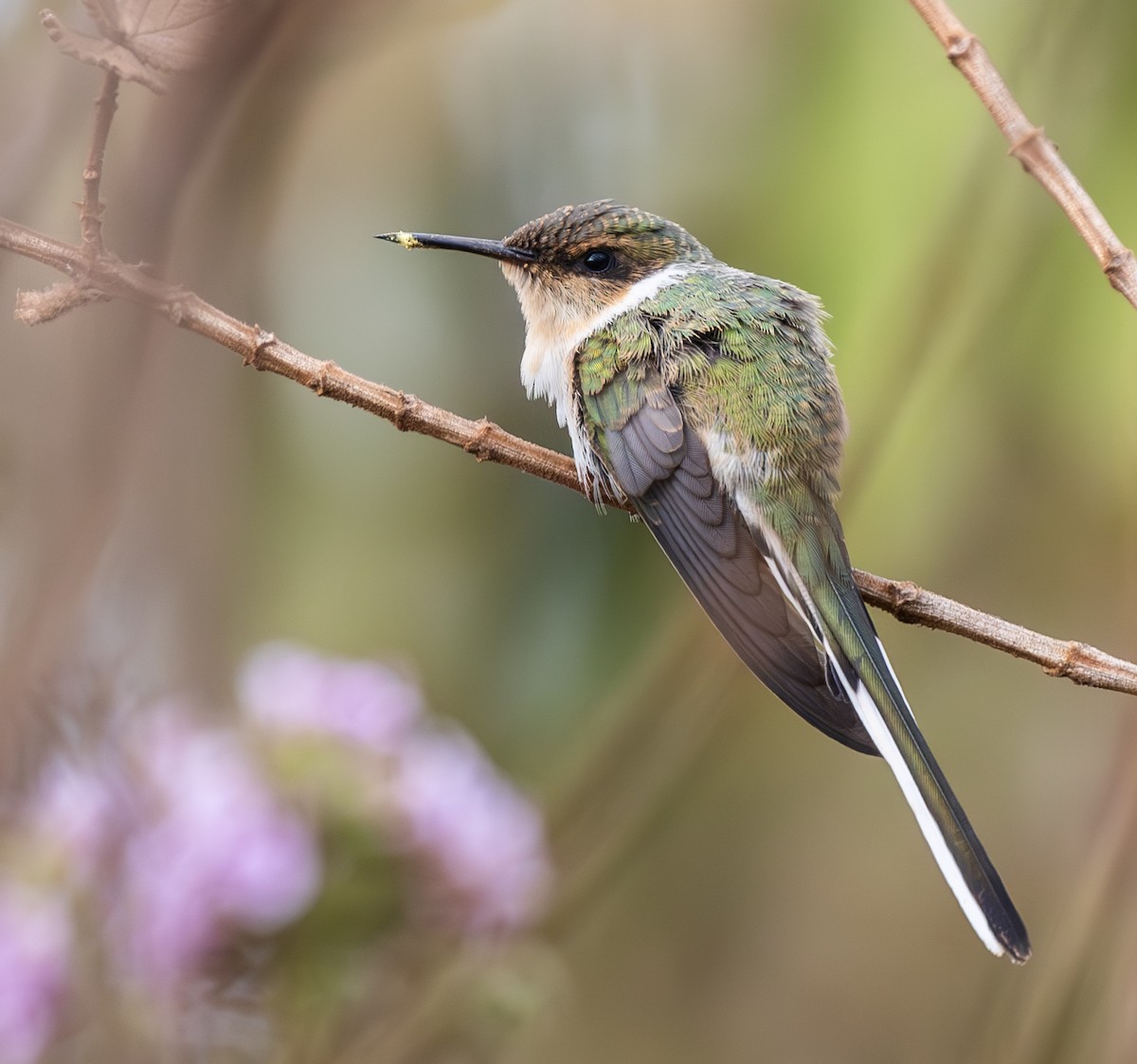 Horned Sungem - ML646335421