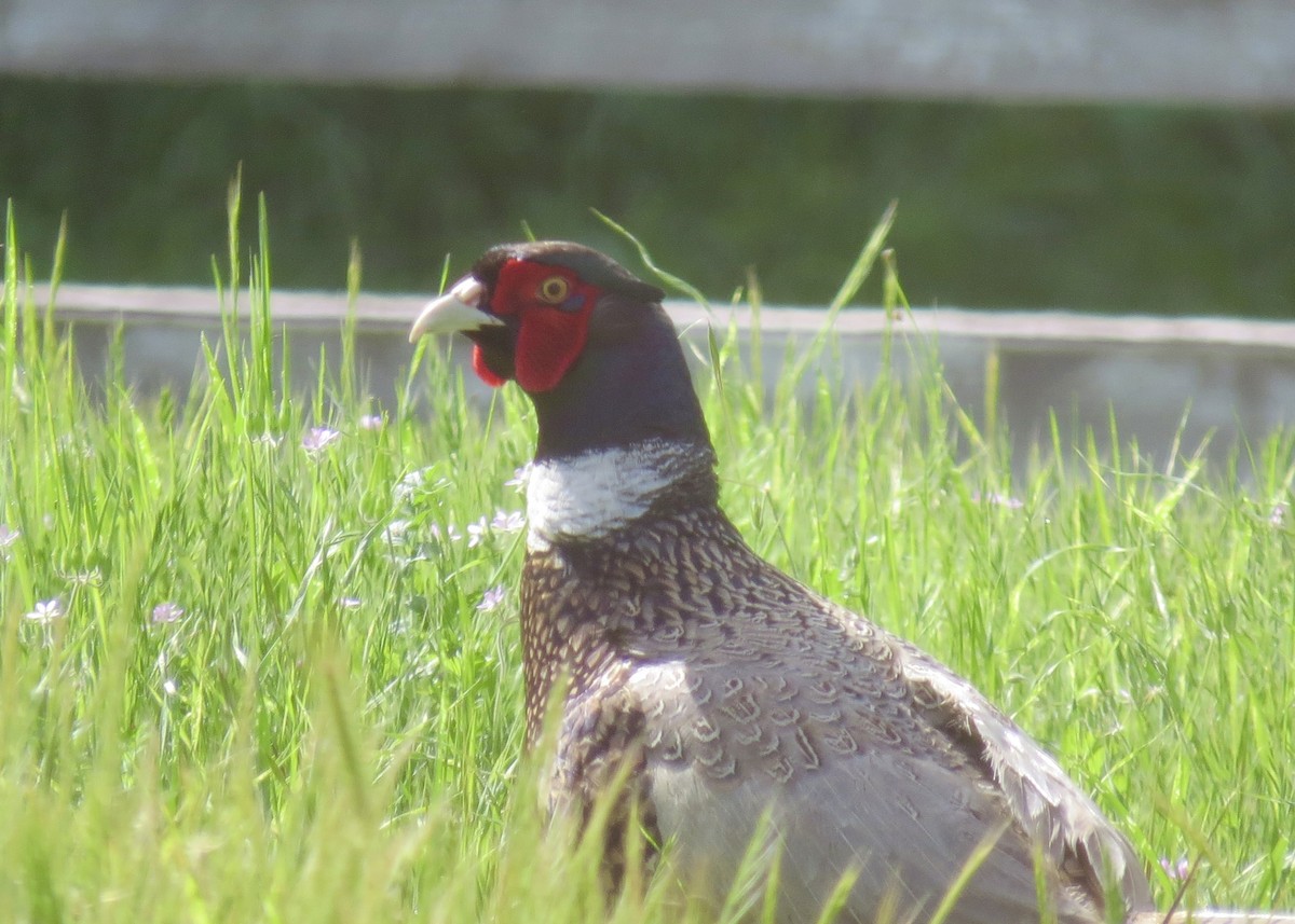Ring-necked Pheasant - ML646335422