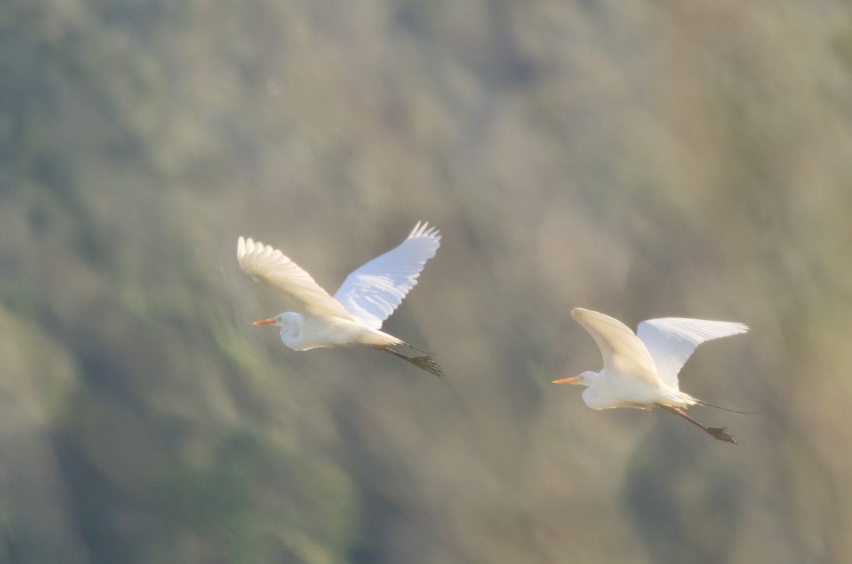 volavka půvabná - ML646335423