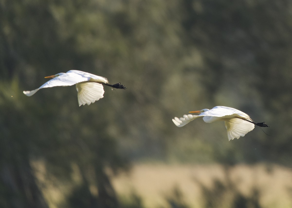 volavka půvabná - ML646335424