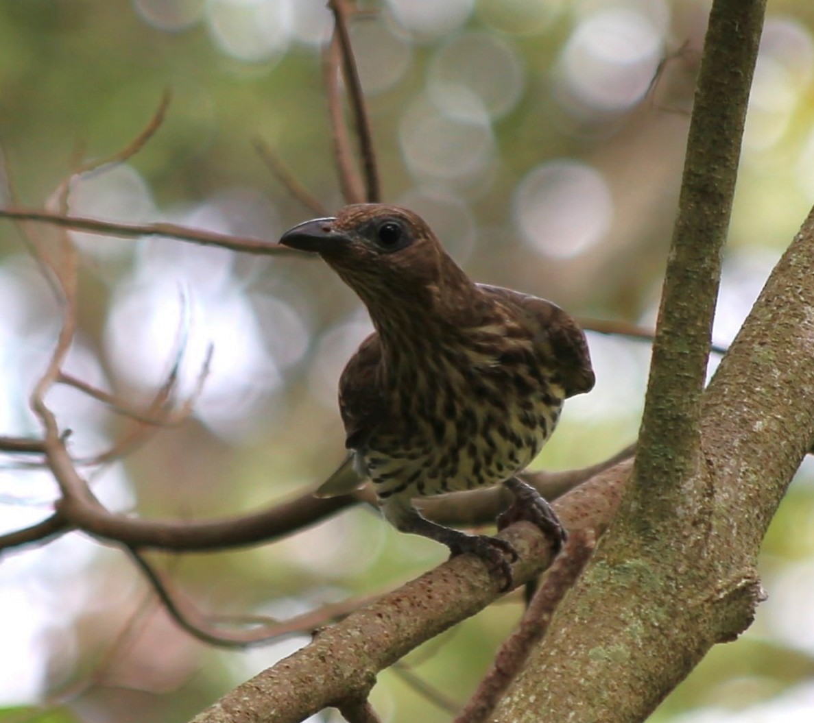 Australasian Figbird - ML646335425