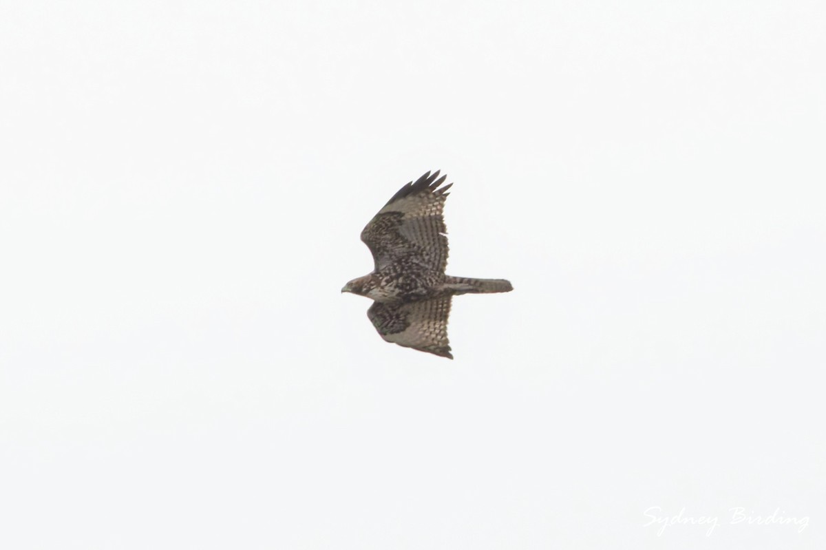 Red-tailed Hawk - ML646335426